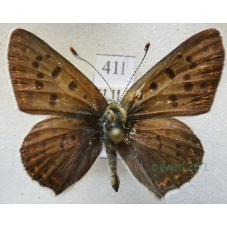 Lycaena tityrus (Poda, 1761) male Czerwończyk uroczek Czech41l